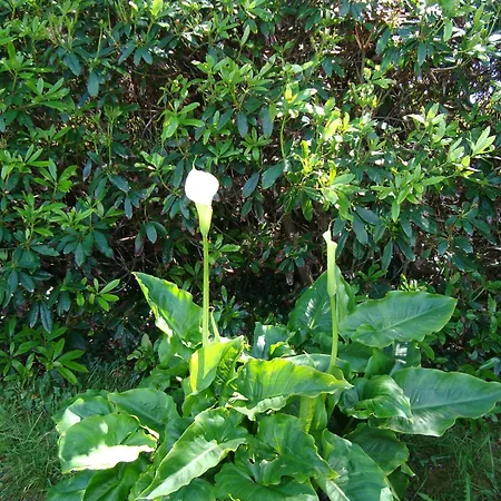 Bed & Breakfast Hy Breasal 3*