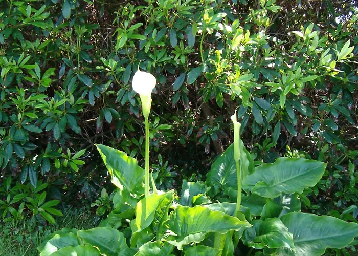 Panzió Hy Breasal 3*